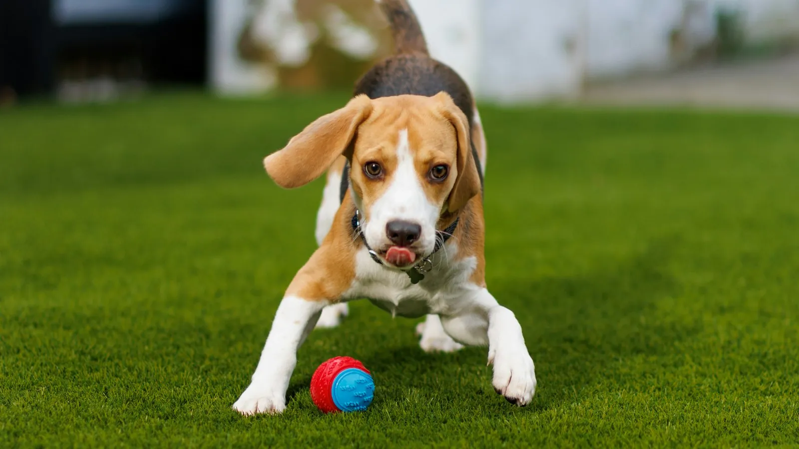 A beagle playing with a ball on the grass