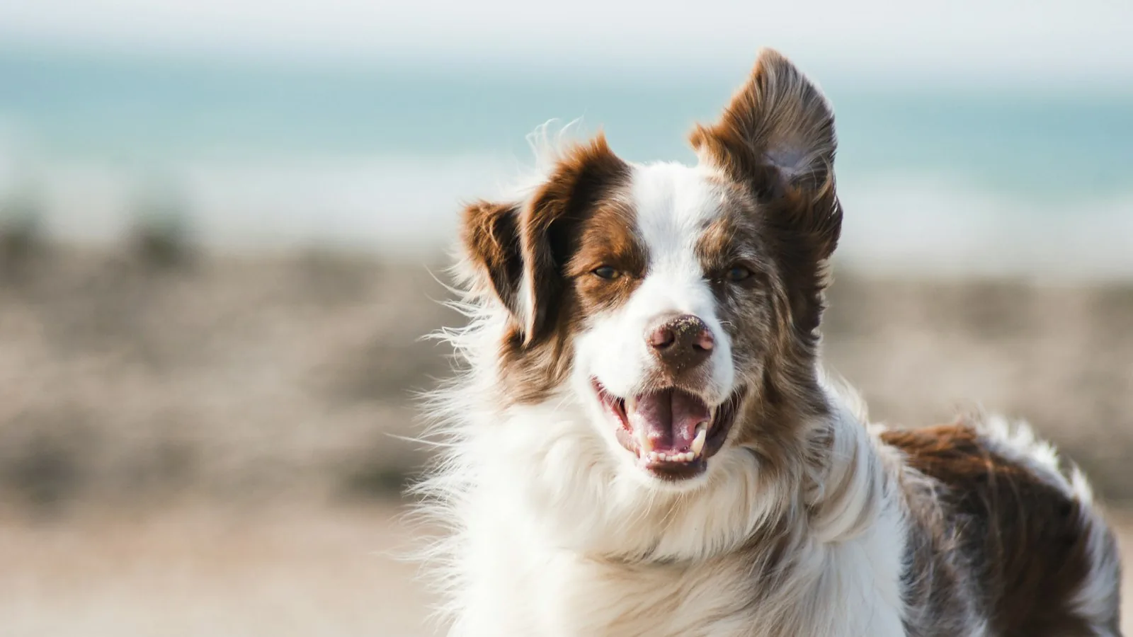 A happy brown and white collie smiling at the camera