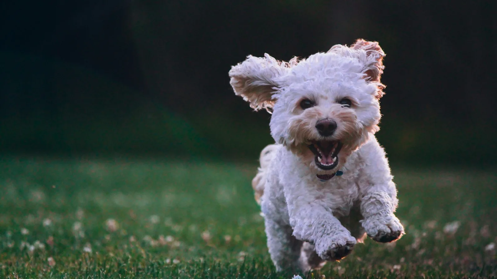 A happy white dog running across the grass